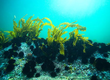 Tảo Xoắn Spirulina