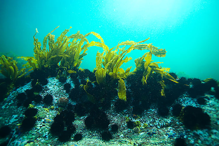 Tảo Xoắn Spirulina